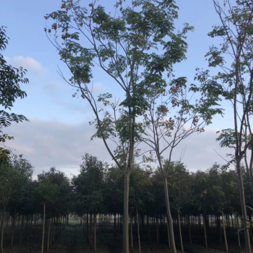 栾树，黄山栾树基地直销、规格齐全，诚信经营
