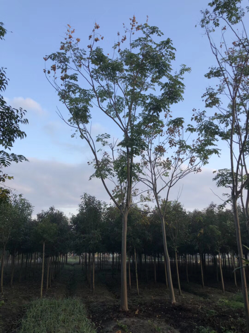 栾树，黄山栾树基地直销、规格齐全，诚信经营