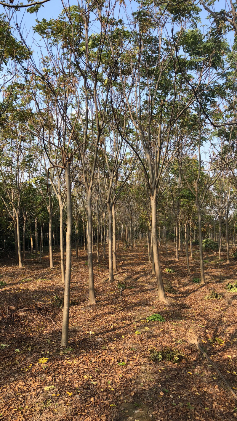 栾树，黄山栾树基地直销、规格齐全，诚信经营