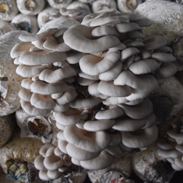 安徽蘑菇菌包平菇菌包安徽基地平菇菌棒直接出菇