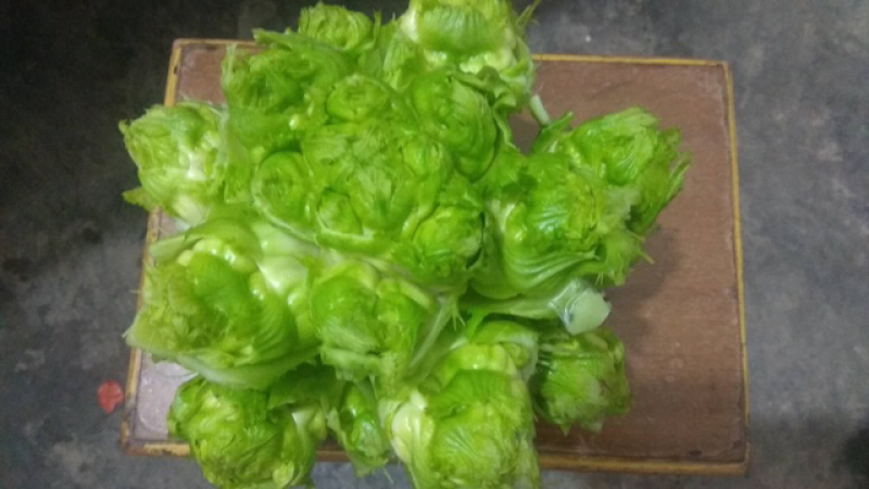 儿菜