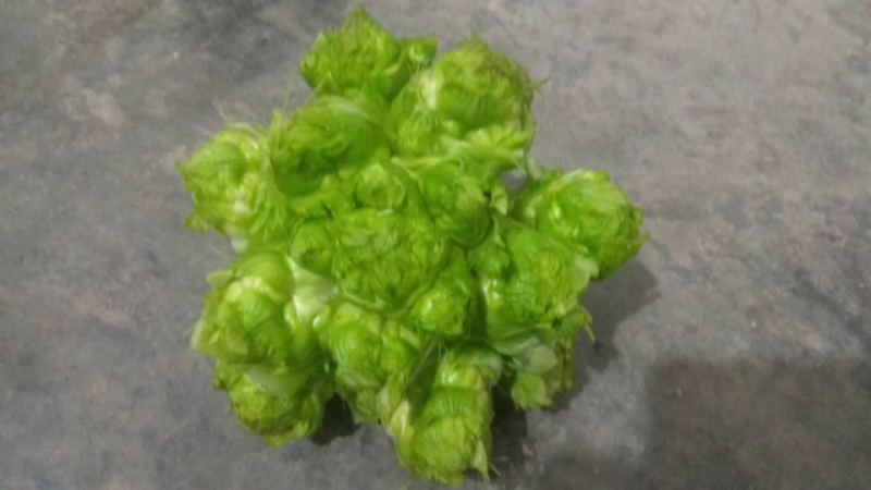 儿菜