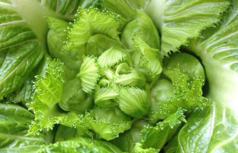 儿菜