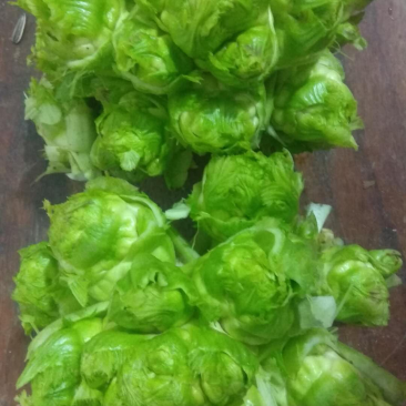 儿菜精品儿菜。毛儿菜。大心儿菜小心儿菜。连儿带母