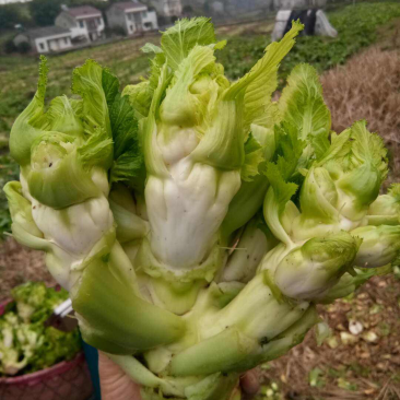 儿菜