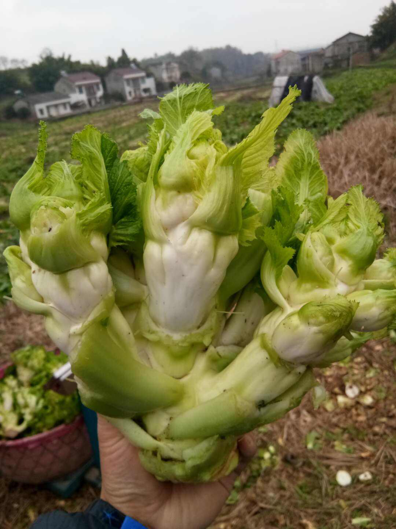 儿菜