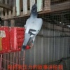 谢卫群的一亩田店铺