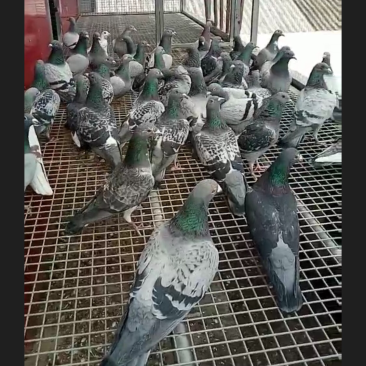 收购半年以上信鸽