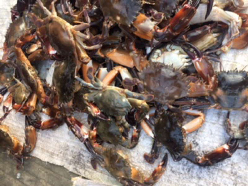 海鲜批发，冰鲜深海红鱼.腊鱼.鲫鱼.流鱼
