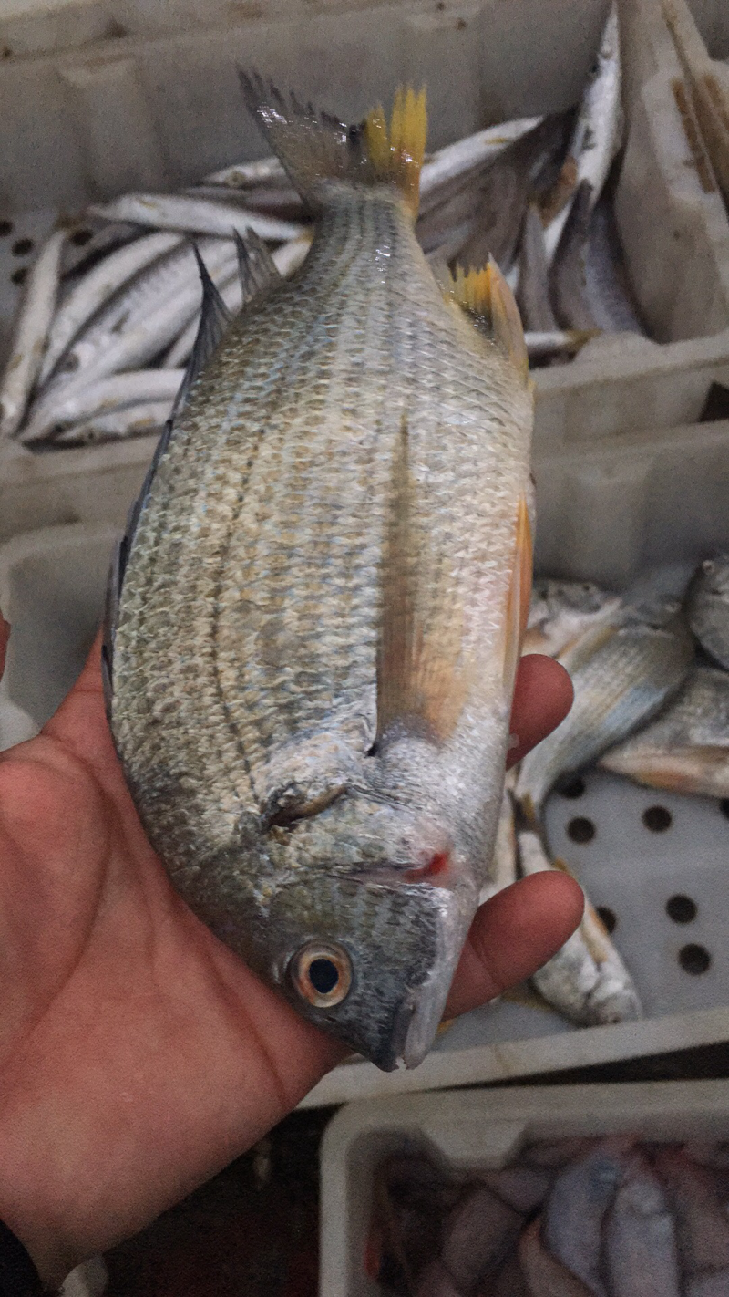 海鲜批发，冰鲜深海红鱼.腊鱼.鲫鱼.流鱼