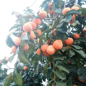 正宗富平吊霜柿饼