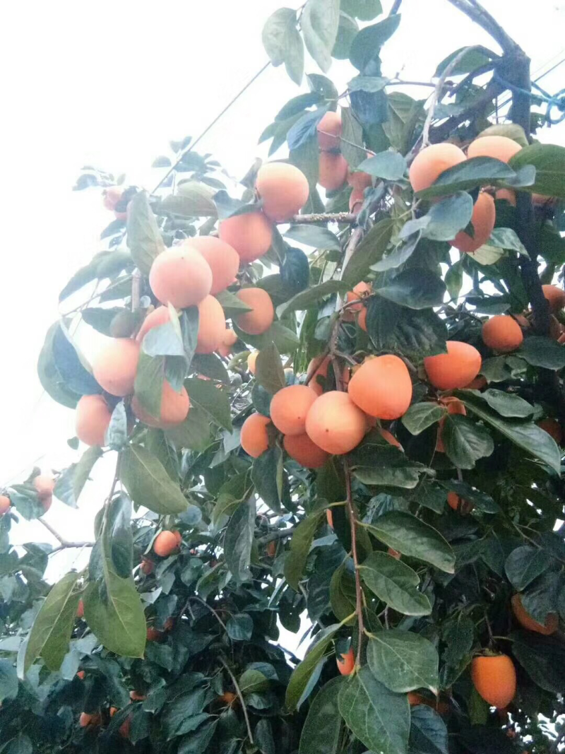 正宗富平吊霜柿饼