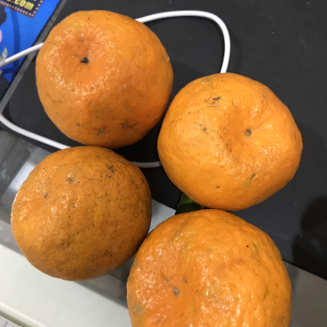 椪柑