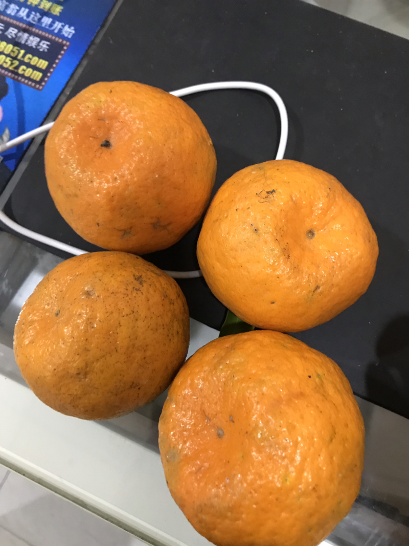 椪柑