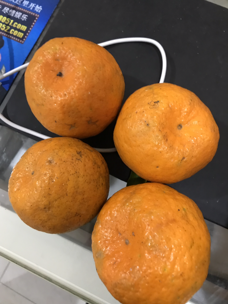 椪柑