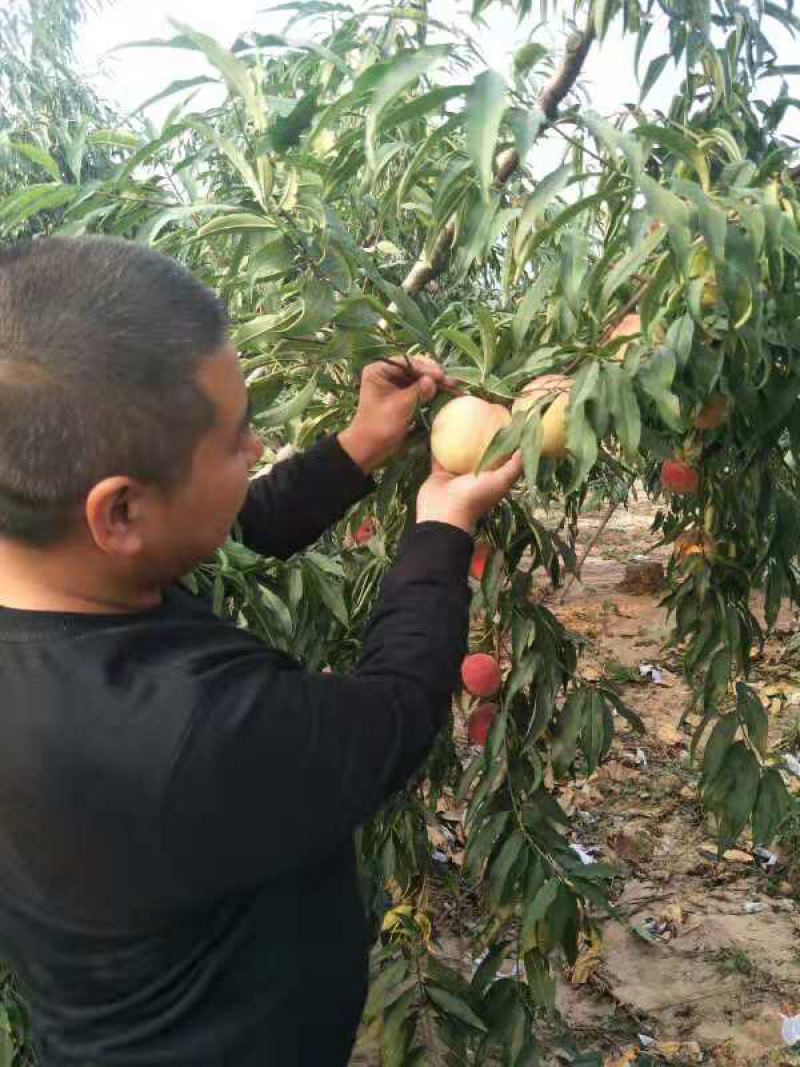 桃树苗水蜜桃苗桃树南方北方种植嫁接果树苗特大新品种桃子苗