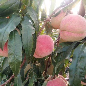桃树苗水蜜桃苗桃树南方北方种植嫁接果树苗特大新品种桃子苗