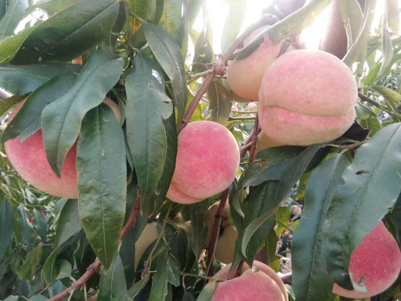 桃树苗水蜜桃苗桃树南方北方种植嫁接果树苗特大新品种桃子苗