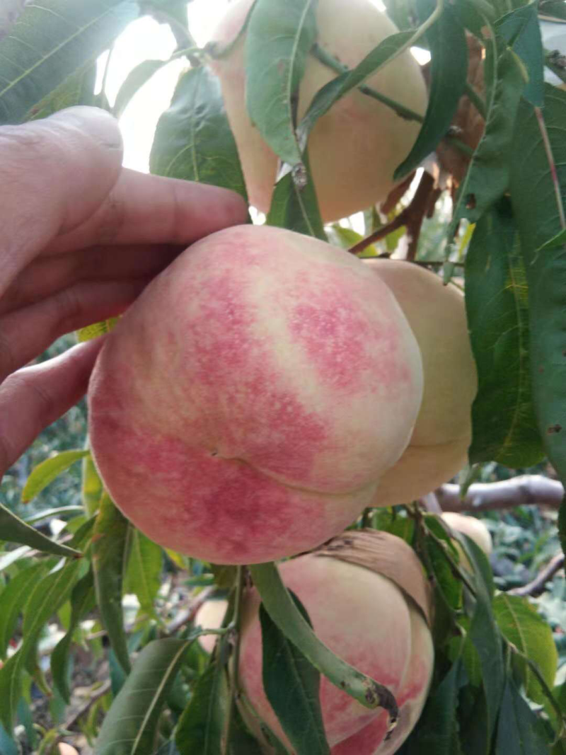 桃树苗水蜜桃苗桃树南方北方种植嫁接果树苗特大新品种桃子苗
