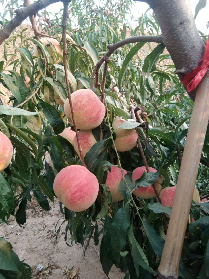 桃树苗水蜜桃苗桃树南方北方种植嫁接果树苗特大新品种桃子苗