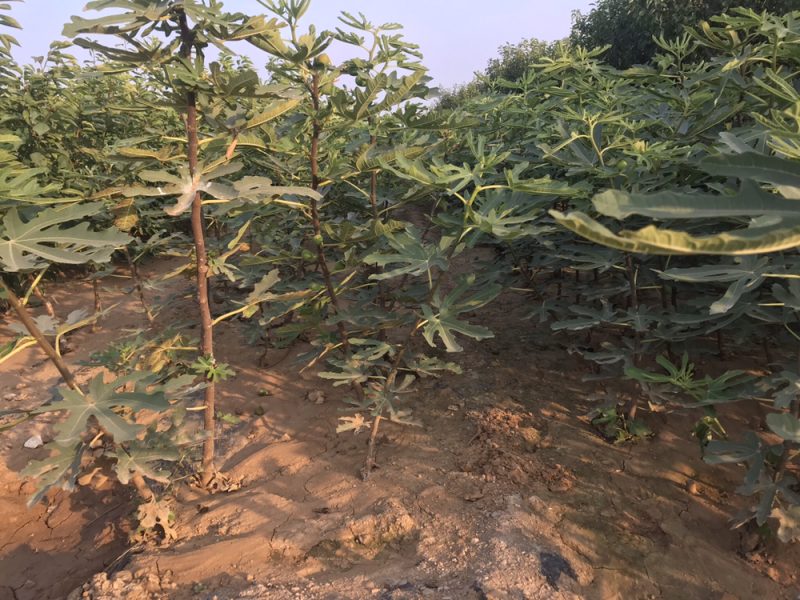 波姬红无花果树苗南北方四季庭院无花果种植盆栽地栽当年结果