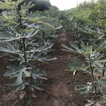 波姬红无花果树苗南北方四季庭院无花果种植盆栽地栽当年结果