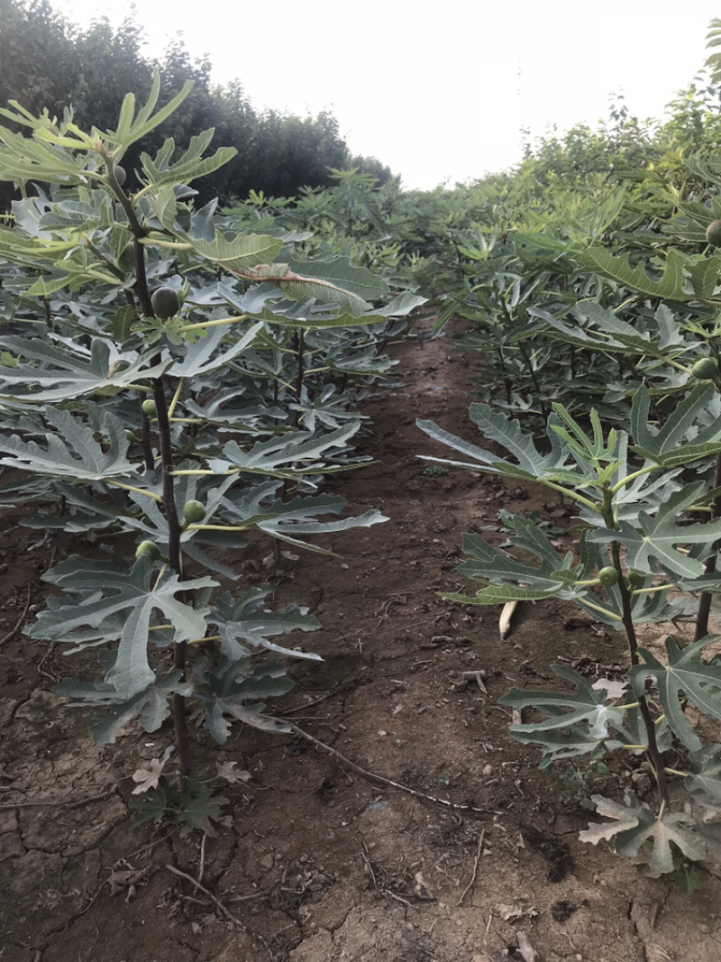 波姬红无花果树苗南北方四季庭院无花果种植盆栽地栽当年结果