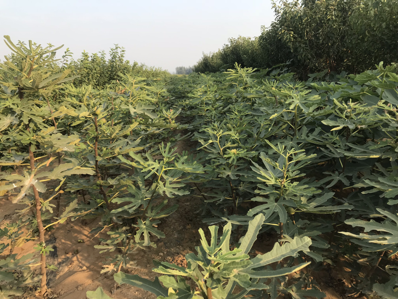 波姬红无花果树苗南北方四季庭院无花果种植盆栽地栽当年结果