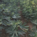 波姬红无花果树苗南北方四季庭院无花果种植盆栽地栽当年结果