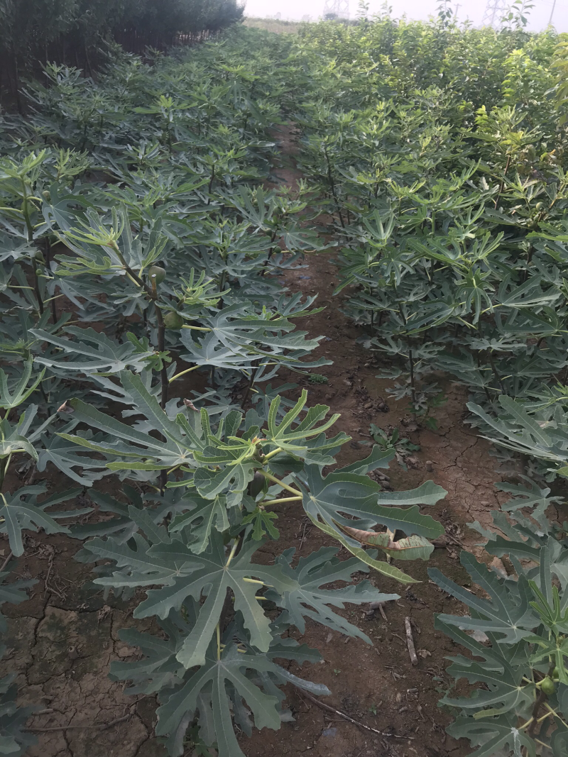 波姬红无花果树苗南北方四季庭院无花果种植盆栽地栽当年结果