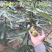 波姬红无花果树苗南北方四季庭院无花果种植盆栽地栽当年结果