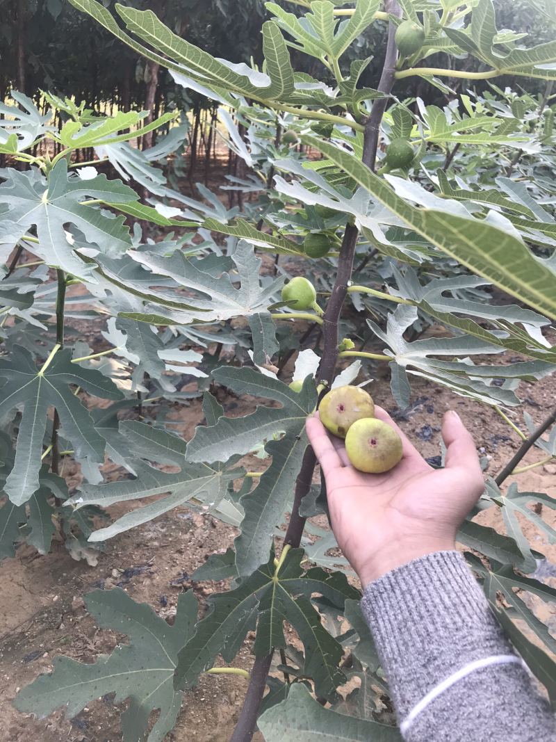 波姬红无花果树苗南北方四季庭院无花果种植盆栽地栽当年结果