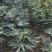 波姬红无花果树苗南北方四季庭院无花果种植盆栽地栽当年结果