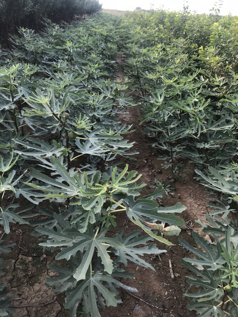 波姬红无花果树苗南北方四季庭院无花果种植盆栽地栽当年结果