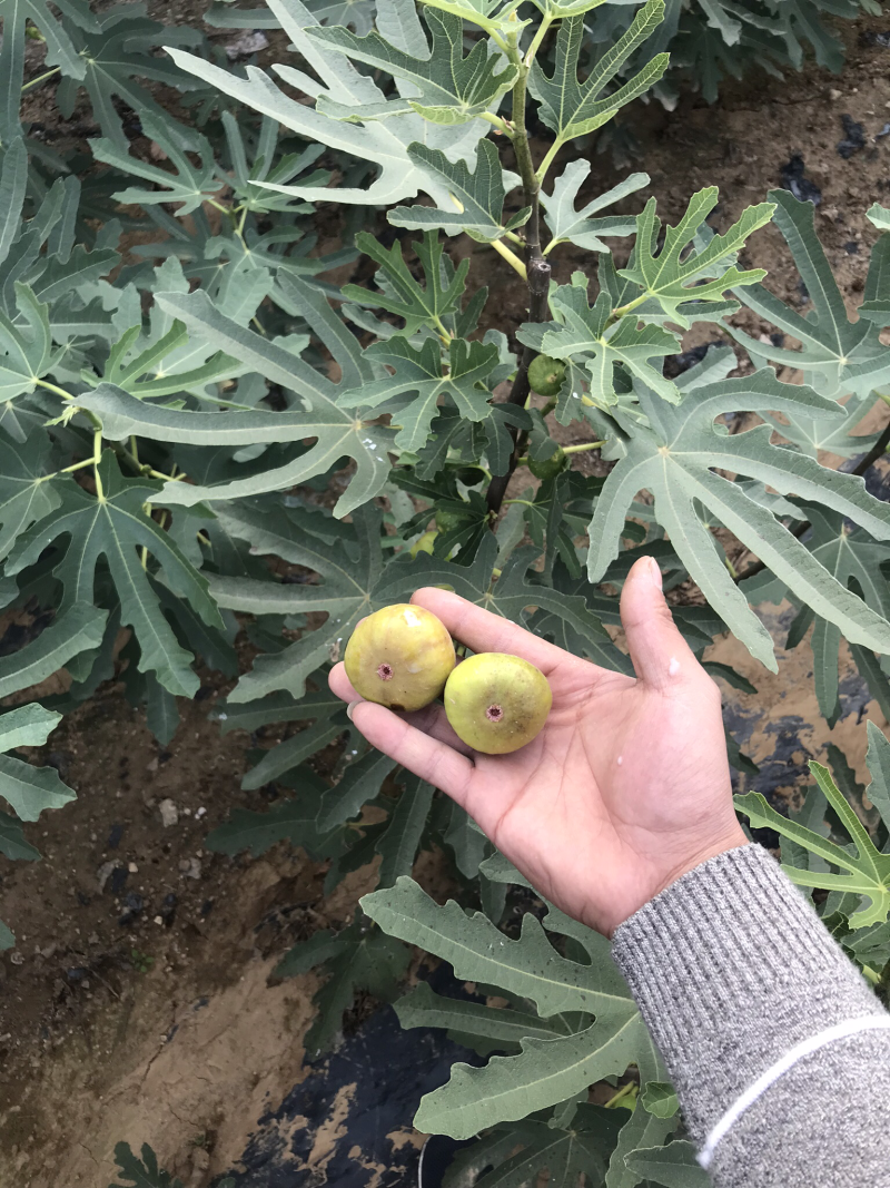 波姬红无花果树苗南北方四季庭院无花果种植盆栽地栽当年结果