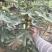 波姬红无花果树苗南北方四季庭院无花果种植盆栽地栽当年结果