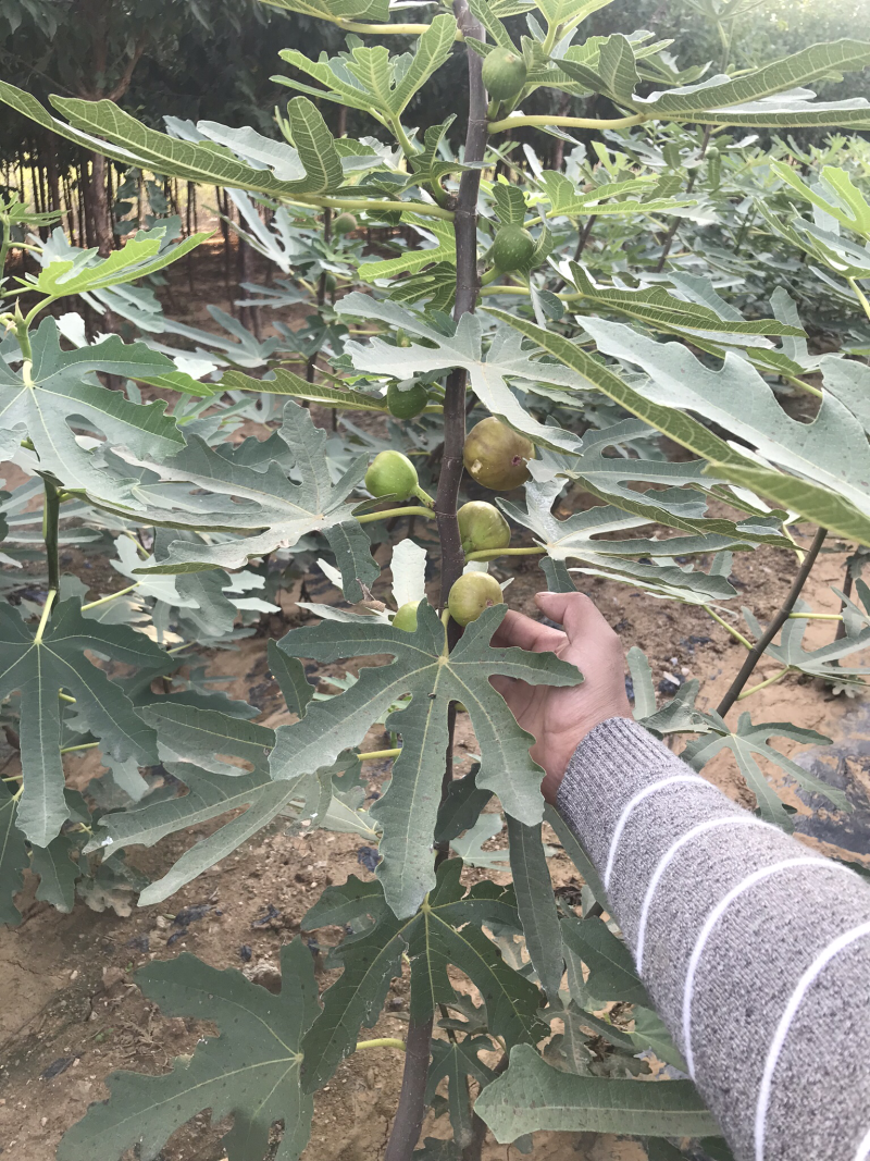 波姬红无花果树苗南北方四季庭院无花果种植盆栽地栽当年结果