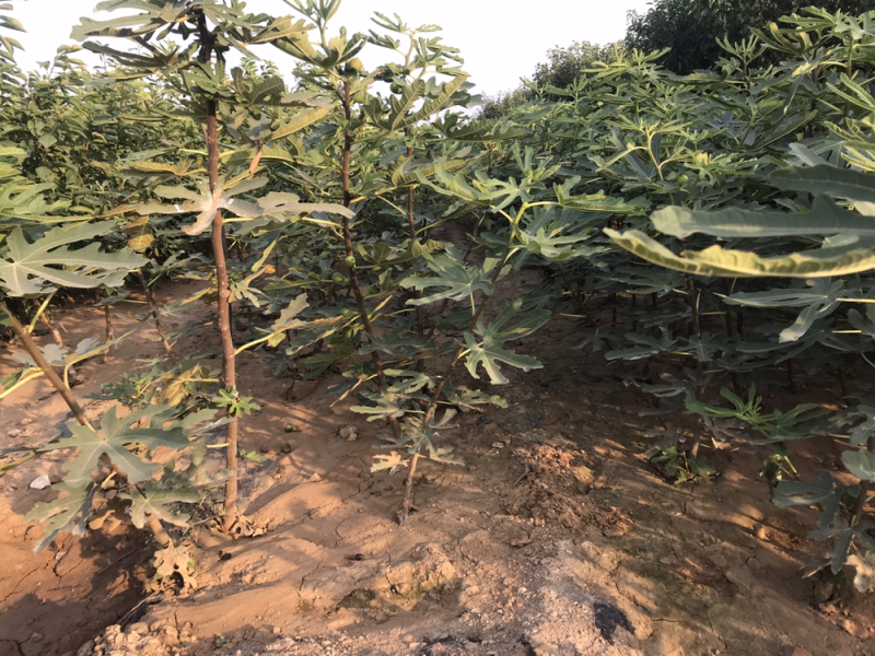 波姬红无花果树苗南北方四季庭院无花果种植盆栽地栽当年结果