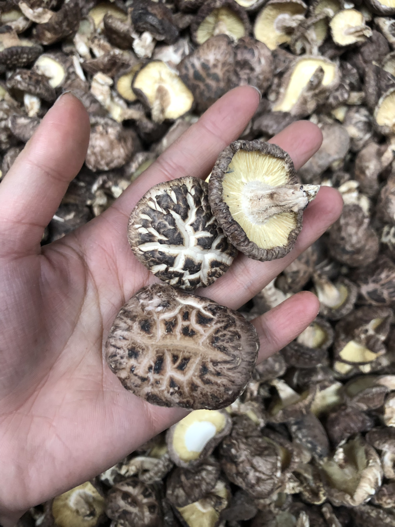 原木椴木红茶花菇，仿野生种植香味好，厚肉