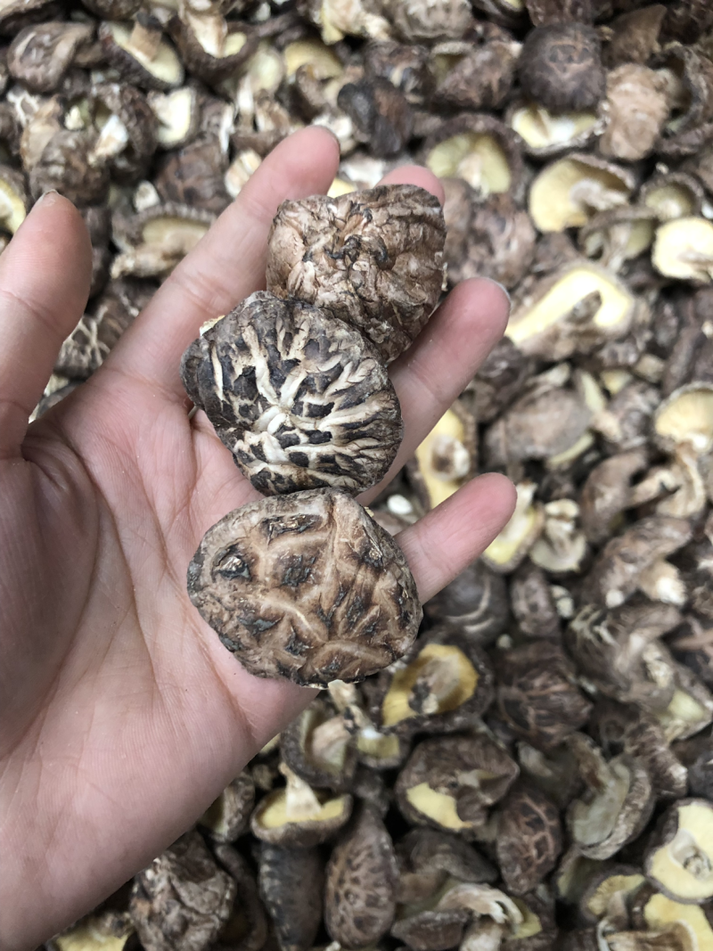 原木椴木红茶花菇，仿野生种植香味好，厚肉