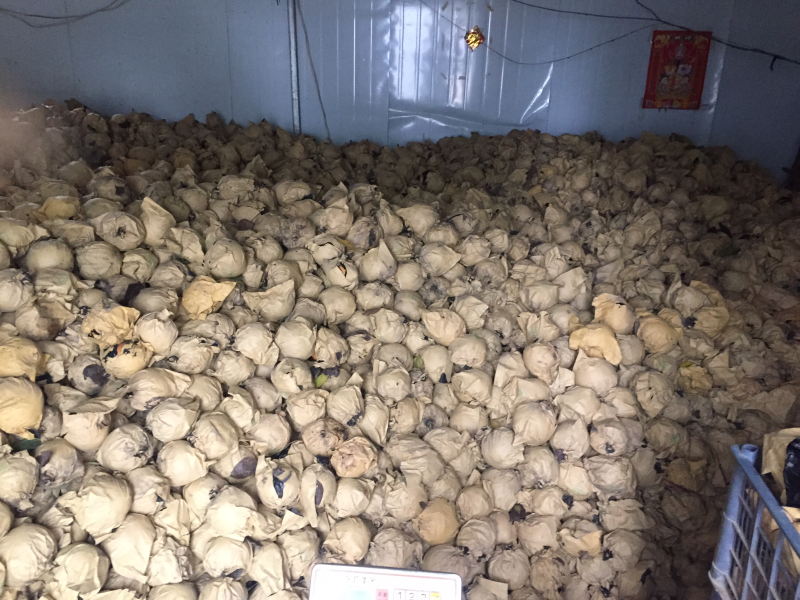 晚秋黄梨，个大皮薄多汁，秋季佳品！耐储存，