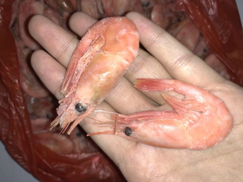 北极虾