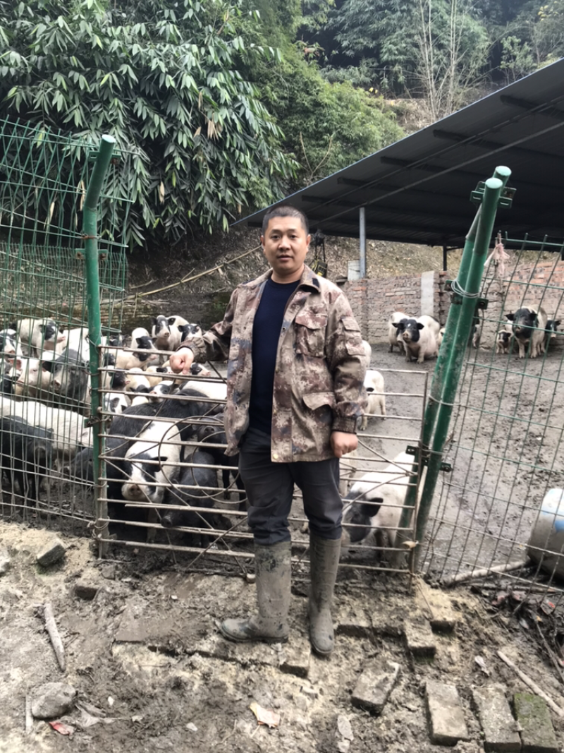 巴马香猪藏香猪杜洛克太湖三元