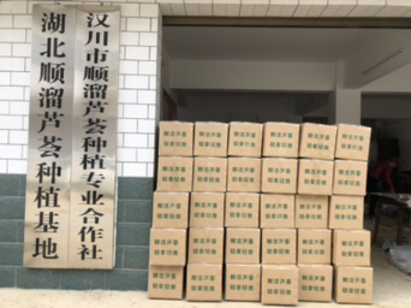 芦荟基地叶片批发零售全国发货美容芦荟批发