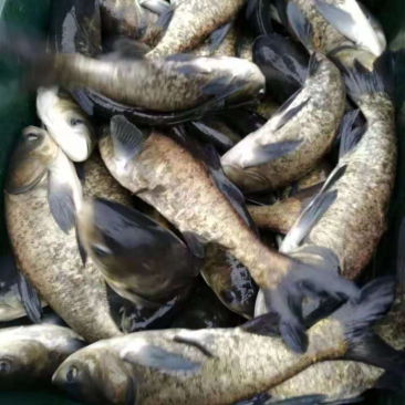 花鲢鱼苗一斤四条左右，数量四万斤，塘口直径装车，质量好