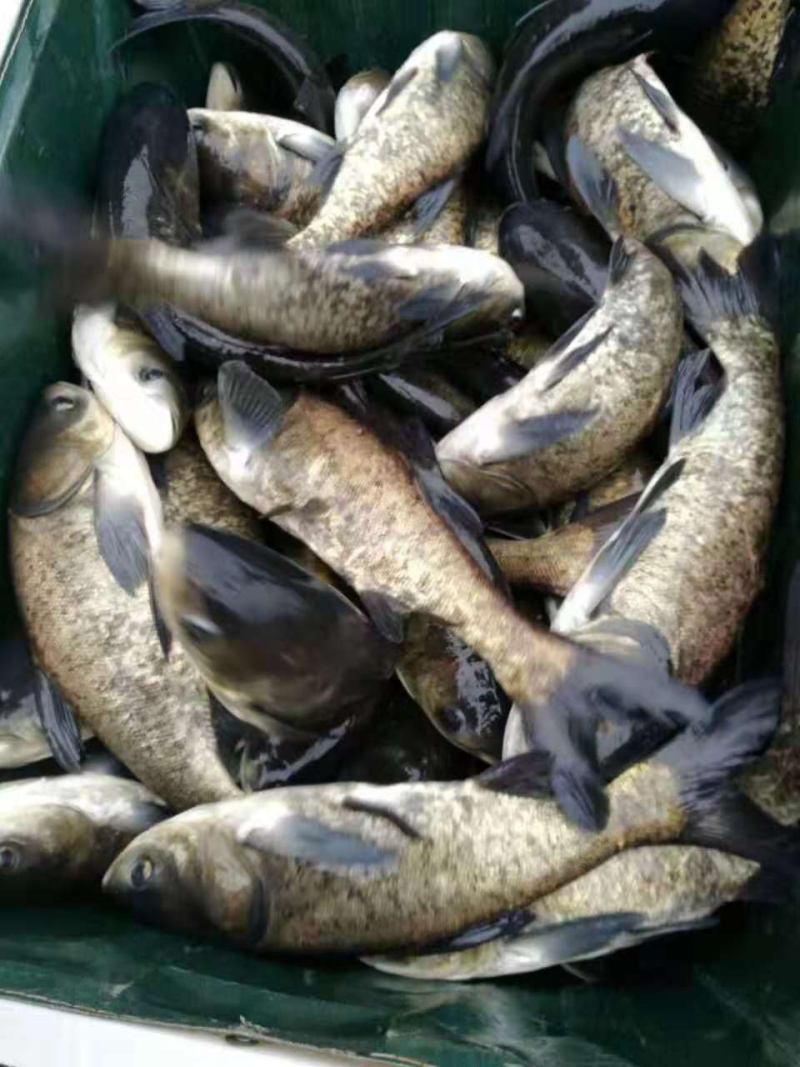 花鲢鱼苗一斤四条左右，数量四万斤，塘口直径装车，质量好