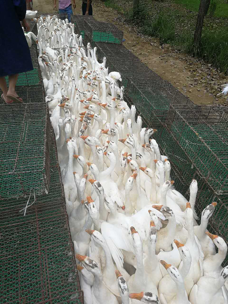 纯种大三花鹅苗，湖北本地大型孵化场，防疫齐全包送到包回收
