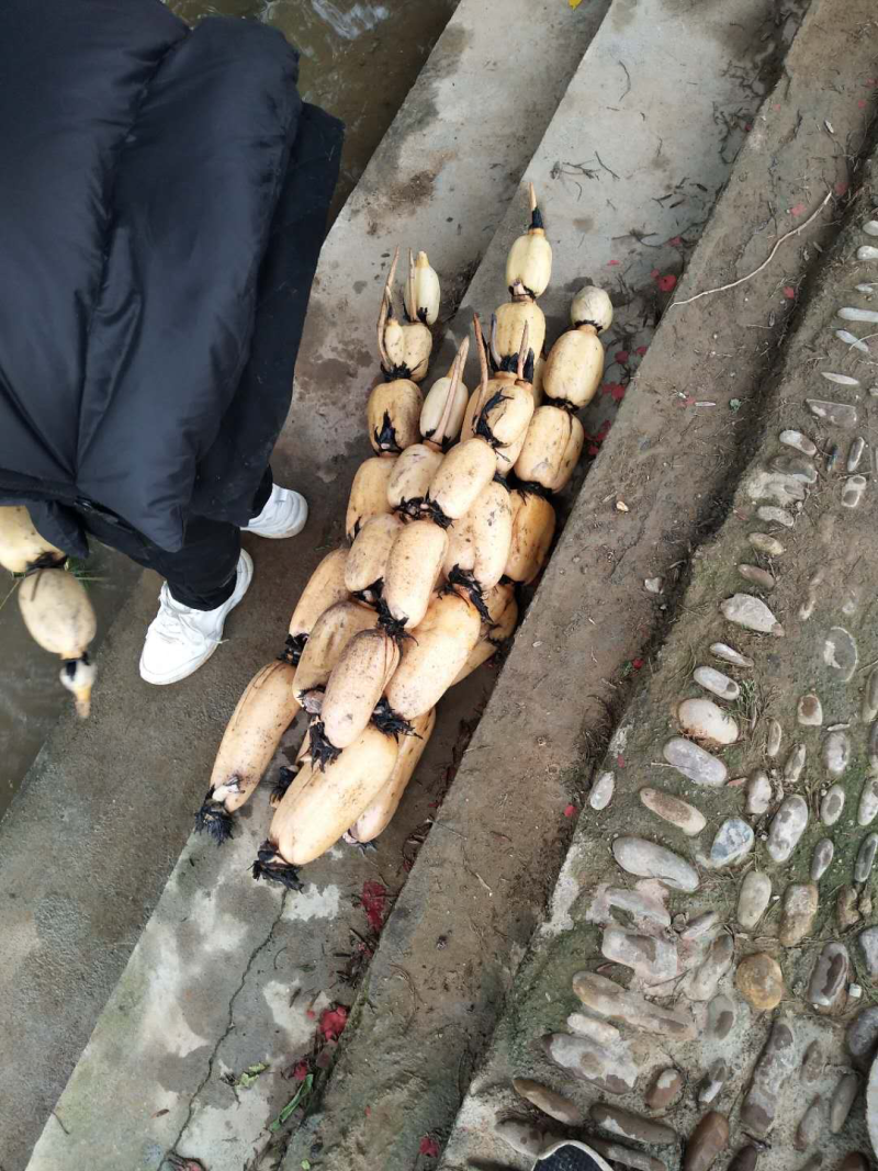 鄂莲6号