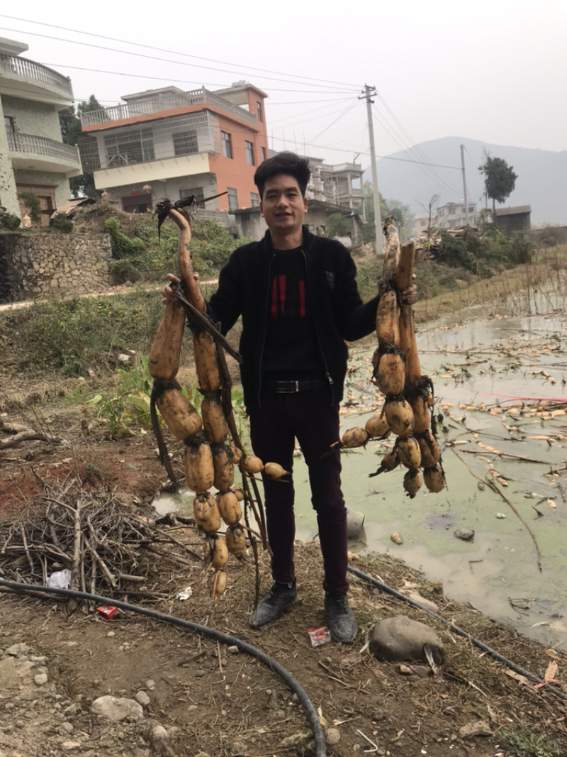 莲藕