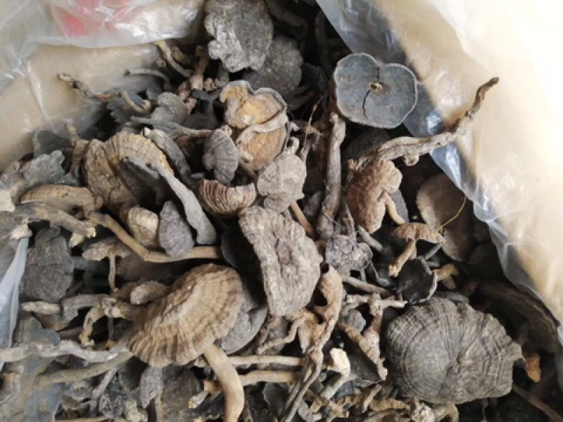假芝血芝血灵芝皱盖灵芝乌芝东南亚野生灵芝